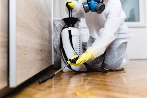Best Ant Control Services  in Llano, TX