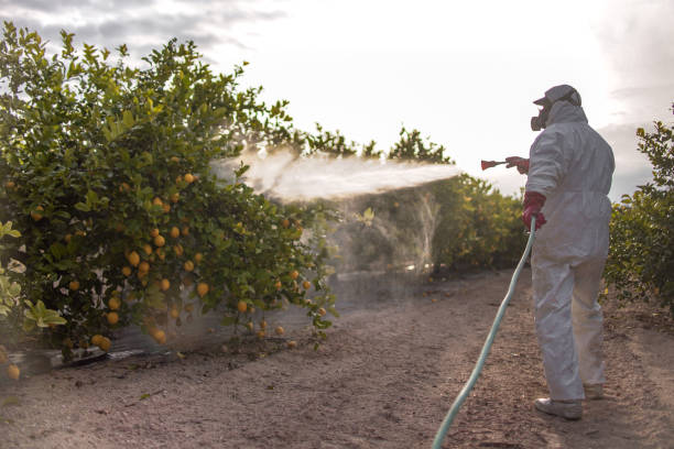 Best Spider Control Near Me  in Llano, TX