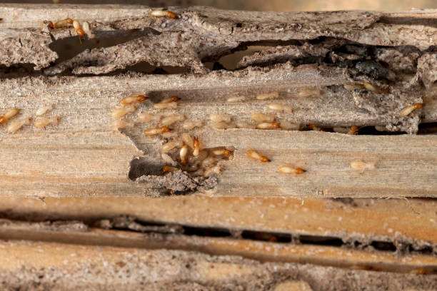 Best Wildlife Control Services  in Llano, TX