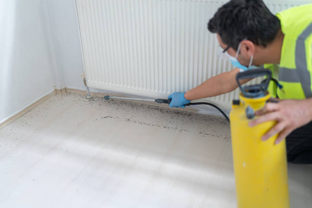 Best Flea Control Services  in Llano, TX